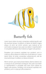Wall Mural - Aquarium Butterfly Fish Exotic Sea Inhabitant