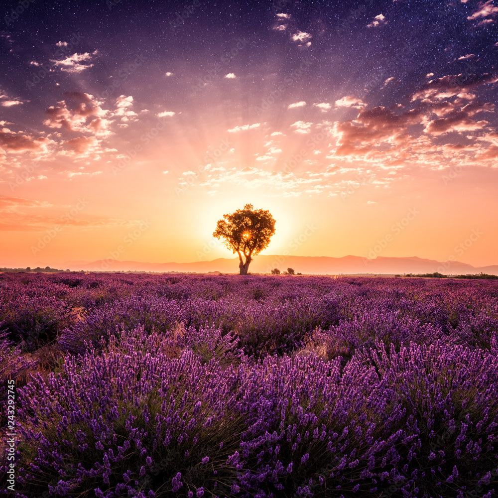 Lavender field with single tree, amazing landscape, sunrise glow with night  dark starry sky, natural summer travel background, Provence, France Stock  Photo | Adobe Stock, image size:1000x1000