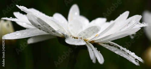 Camomile Flower Side View Against A Dark Background White