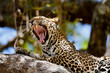 Portrait of Yawning Leopard Lukuka in the tree in Masai Mara, Kenya