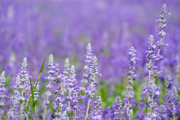 Beautiful Blooming Purple Salvia (Blue sage) flower field in outdoor garden.Blue Salvia is herbal plant in the mint family. - Image