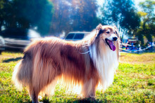 Collie Dog In The Park . Long Haired Rough Collie Standing On Green Field.