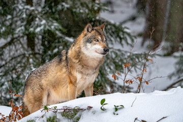 Fototapeta las śnieg natura portret