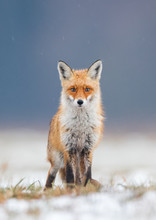Fox (Vulpes Vulpes)