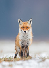 fox (vulpes vulpes)