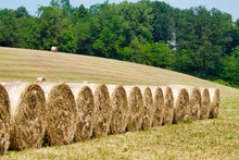 Soft Focus On A Line O Round Bales Of  Hay In Summer