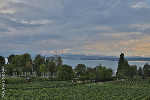 Fotografía German vine growing area at the Bodensee lake