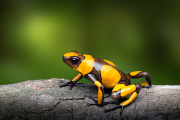 Wall Mural - Yellow banded poison dart frog, Oophaga histrionica. A small poisonous animal from the rain forest of Colombia with a bright warning color.