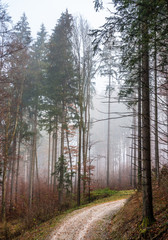 Canvas Print - footpath at a forest