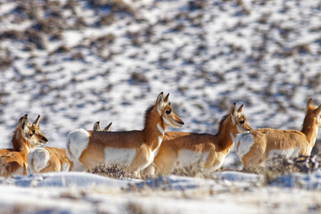 Wall Mural - Winter Pronghorns