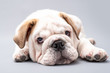  British Bulldog Puppy Photoshoot
