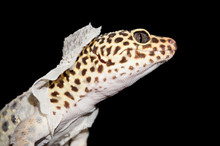 Isolated Close Up Shot Of Leopard Gecko Shedding Skin