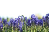 Fototapeta Lawenda - Fioletowe kwiaty lawendy na łące