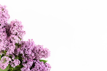 Wall Mural - Lilac flowers on a white background