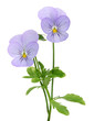 Fleur de Viola cornuta