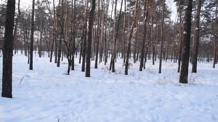 Wall Mural - Very beautiful winter forest Park in the city.