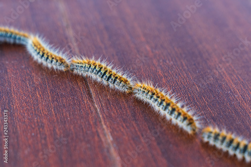 Fotografía Row of processionary caterpillars, Thaumetopoea pityocampa, on a brown backgroun