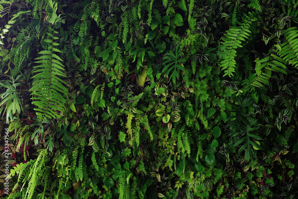 Vertical garden nature backdrop, living green wall of devil's ivy, ferns, philodendron, peperomia, inch plant and different varieties tropical rainforest foliage plants on dark background. - obrazy, fototapety, plakaty 