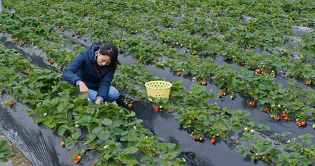 Wall Mural - Woman picking strawberries on a farm