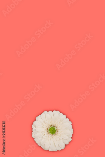 Fotografía label with flower on living coral color of the year 2019