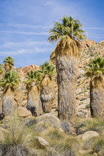 Fan Palm Trees (Washingtonia Filifera) In The Lost Palms Oasis, A Popular Hiking Spot, Joshua Tree National Park, California