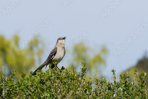 Fotografía Singing Northern Mockingbird, Ulistac Natural Area, Santa Clara, California