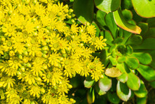 Wet Yellow Flower Cluster On A Aeonium Arboreum Succulent, California