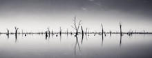 Photograph Of Dead Tree Trunks Sticking Out Of The Water, Australia