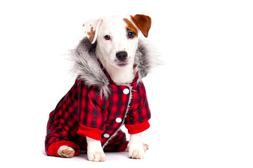 Funny dog in winter wear