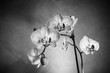  Orchidee schwarz-weiß