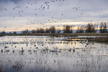 Flocks Of Snow Geese Resting In The Shallow Ponds Of Colusa Wildlife Refuge; Sacramento National Wildlife Refuge, California