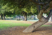 Picnic Tables Located Under Old Live Oak Trees, Rancho San Antonio County Park, South San Francisco Bay, Cupertino, California