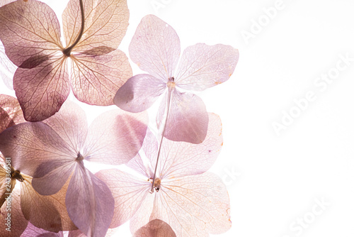 Photographie pink hydrangea flowers on the white background. floristic concept