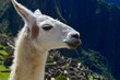 Foto de perfil de uma llama em Machu Picchu