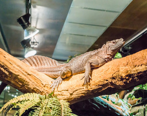 herpetoculture, brown amboina sail fin lizard laying on a branch, tropical terrarium pet from Indonesia