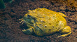 closeup of a african bullfrog side view, big tropical amphibian from africa