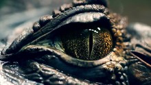 Alligator's Eye. Close-up Of A Live Alligator's Eye. Crocodile, Caiman. Dinosaur Monster