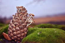 Pine Cone With Small White Mushrooms Growing Through It, On Green Moss Surface, Close Up Detail,  Soft Blurry Landscape With Yellow Grass On Horizon, Blue Sky Background