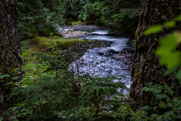 creek through the forest