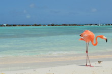 Flamingo On The Beach