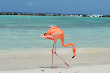 Plakat woda zwierzę karaiby flamingo