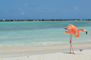 Plakat morze piękny tropikalny natura flamingo