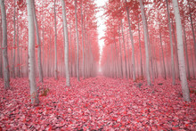 Scenic View Of Trees Amidst Pink Fallen Leaves In Forest During Autumn