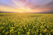 Canola Field Rapeseed Plant / Sunset Time Photon Image Mid-summer
