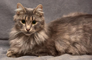 beautiful fluffy gray nibelung cat