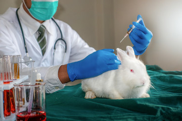 Wall Mural - white rabbit in laboratory with scientist having experiment by using animal