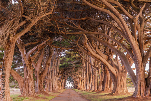 Foto Cypress Tree Tunnel painted in golden light during sunrise