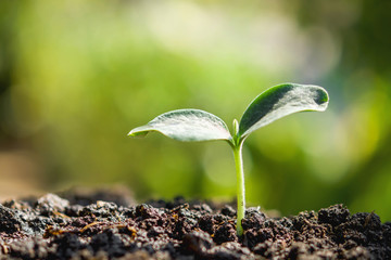 young plant new life growing in garden and sunlight