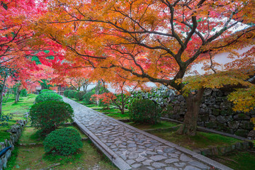 Wall Mural - 京都　一休寺の紅葉