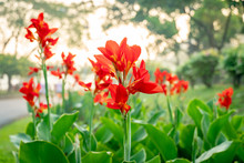 Majestic Red Canna Lilies In An Outdoor Park